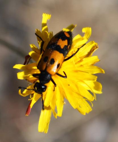 Réf. 179 598 : Mylabris connata